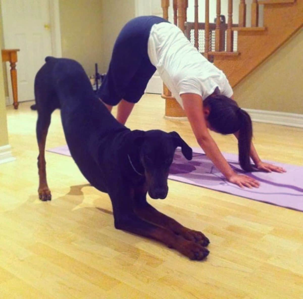 woman doing an inverted v yoga position on a yoga mat and a black and brown doberman imitating her next to her