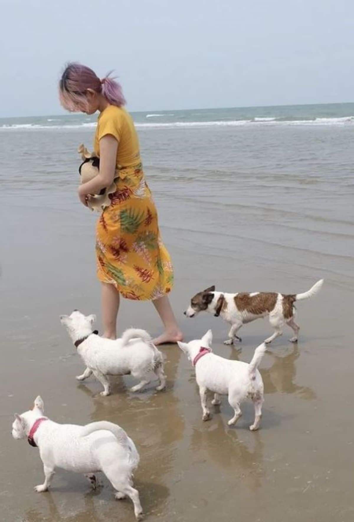 woman dressed in yellow with 3 white dogs and 1 white and brown dog behind her on the beach