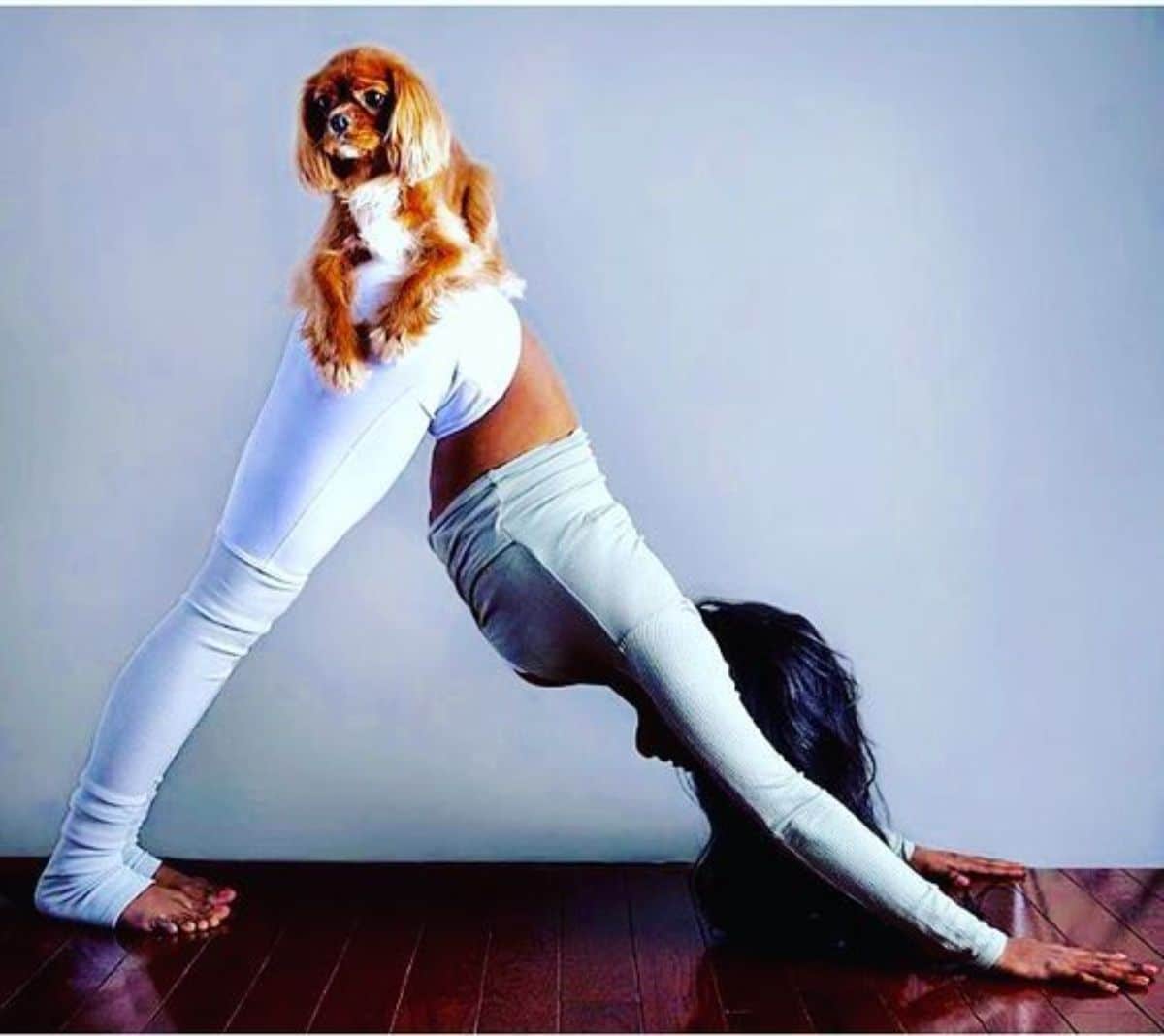 woman in an inverted v shape with a small flufyf brown and white dog on her butt