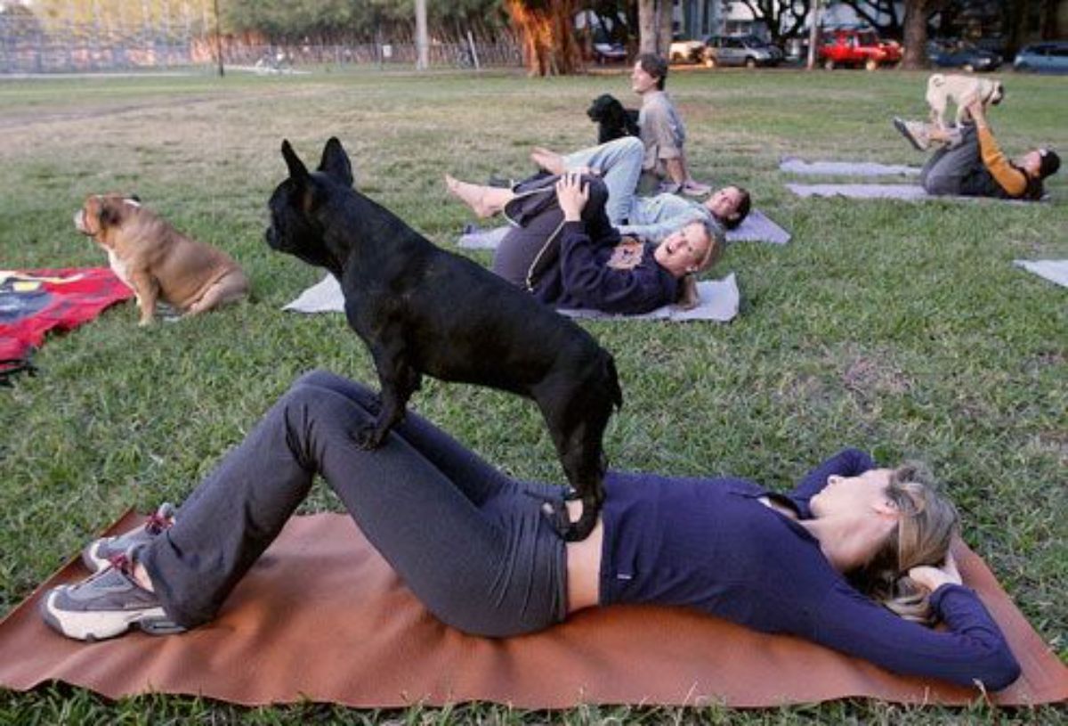 woman laying on a yoga mat at a yoga class in a park with people with dogs ad the woman has a black french bulldog standing on her knees and stomach