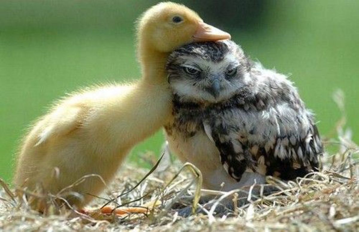 yellow duckling with the head on a baby grey and white owl