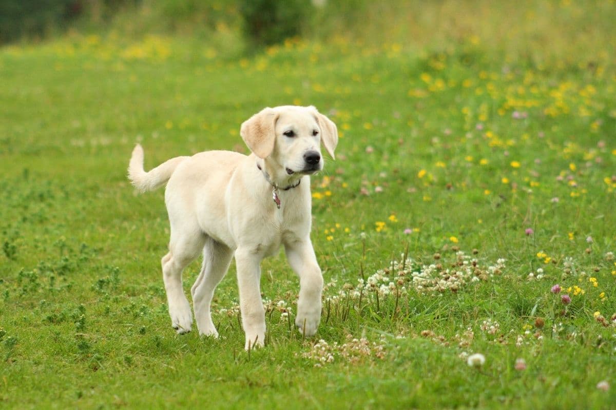 Yellow labrador puppy walking on green grass.