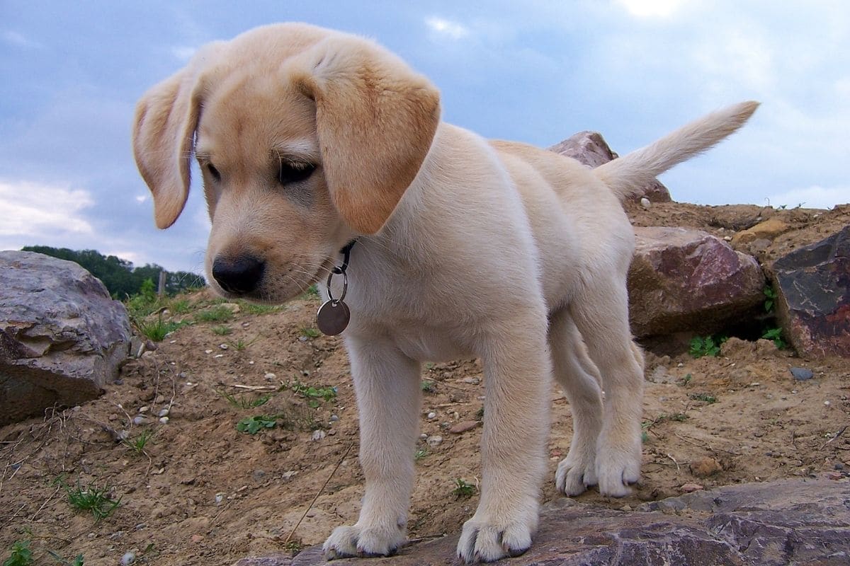 Yellow labrador puppy with collar standing on rocky hill looking down.