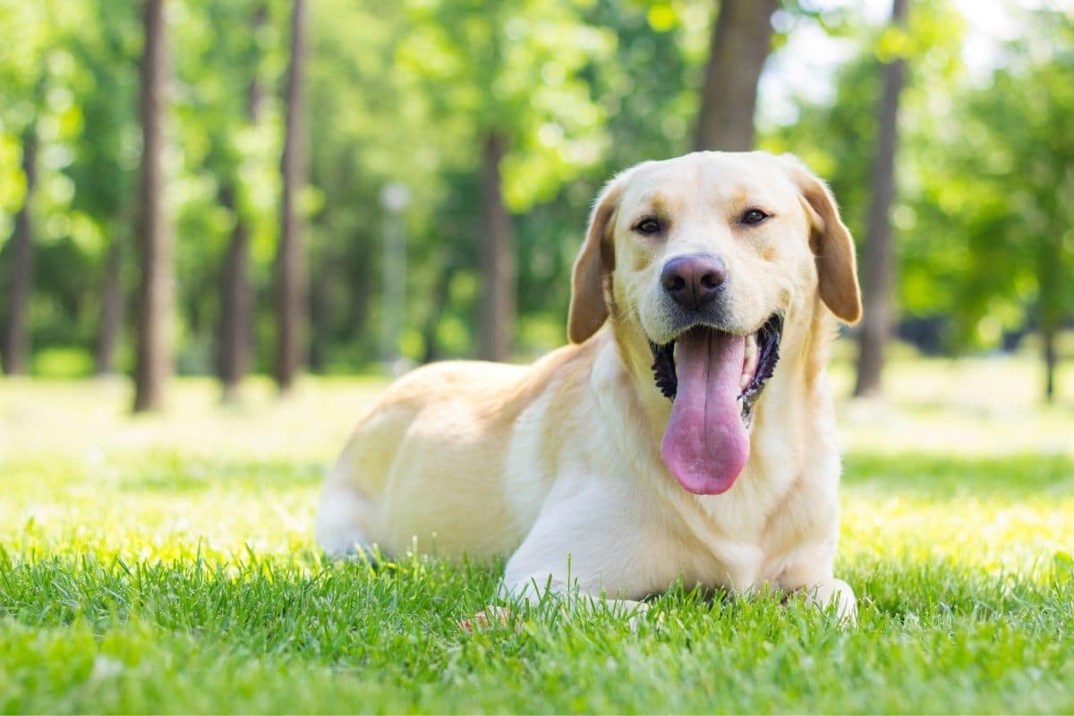 Yellow labrador male lying on green grass with tongue out.