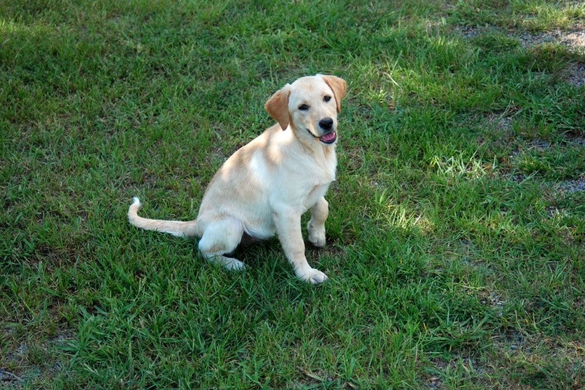 Young yellow labrador sitting on green grass.