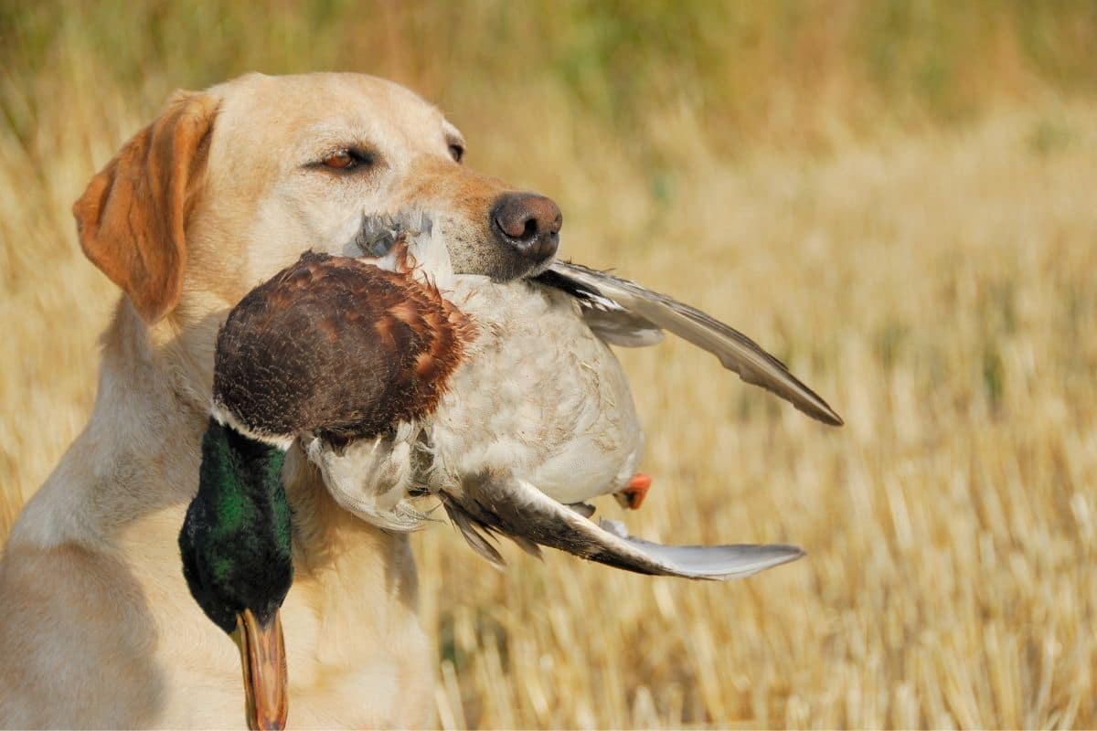 Female yellow labrador holding duck in mouth.