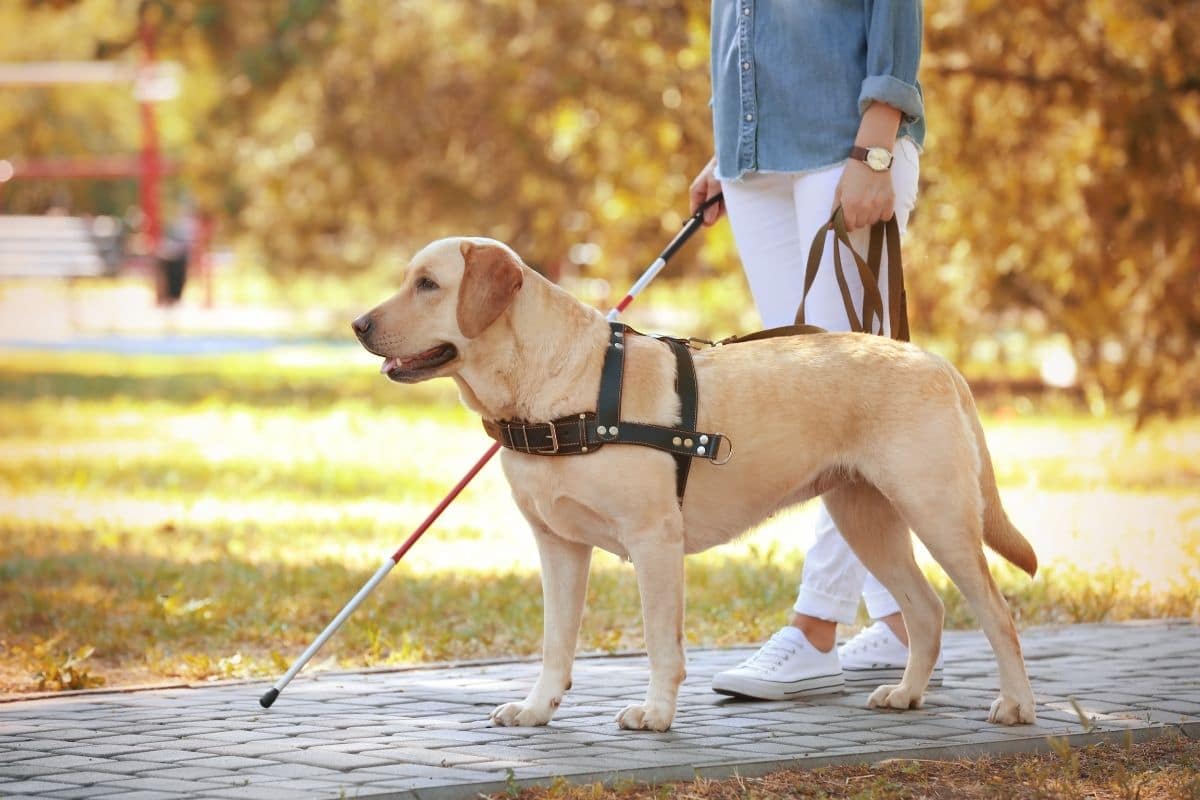 Yellow labrador as guide dog with human walking on pavement.