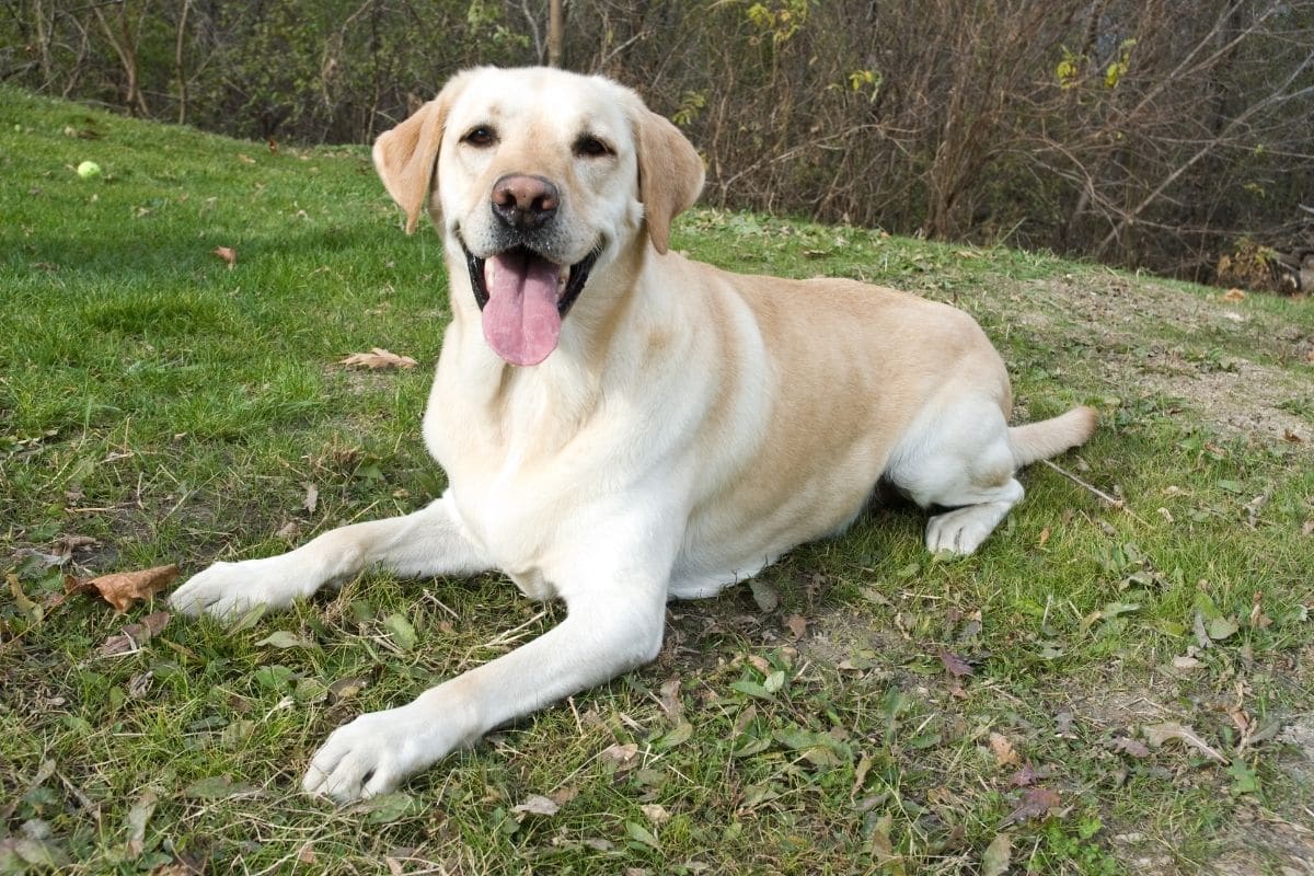 Yellow labrador male lying on green grass with tongue out.