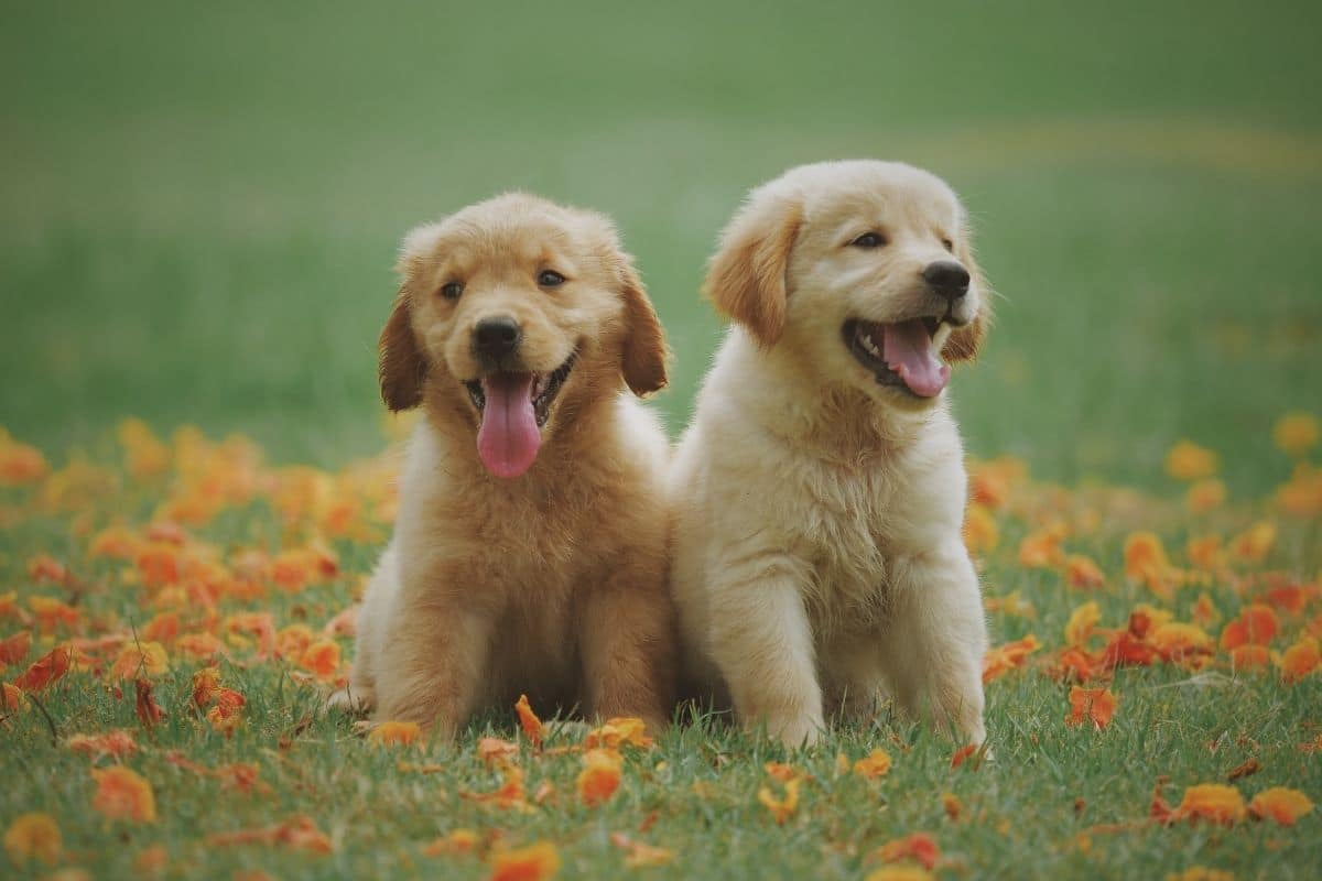 Two fluffy yellow labrador puppies sitting on meadow.