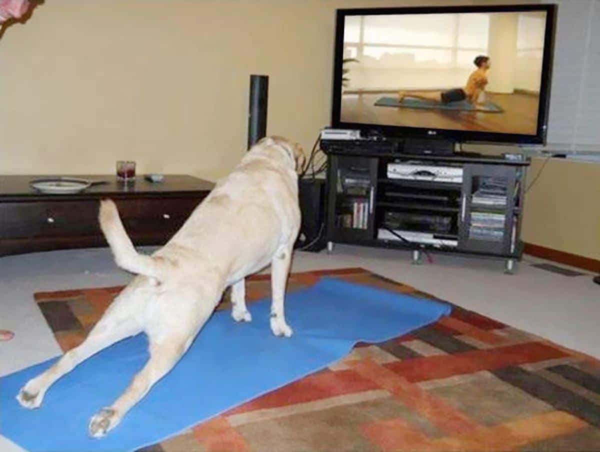 yellow labrador retriever doing a cobra yoga pose on a blue yoga mat facing a person doing the same on a tv