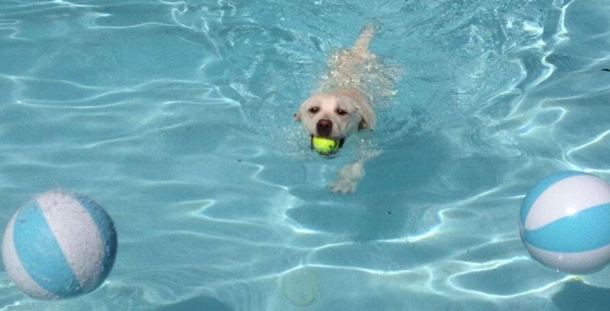 yellow labrador retriever holding a white ball and swimming