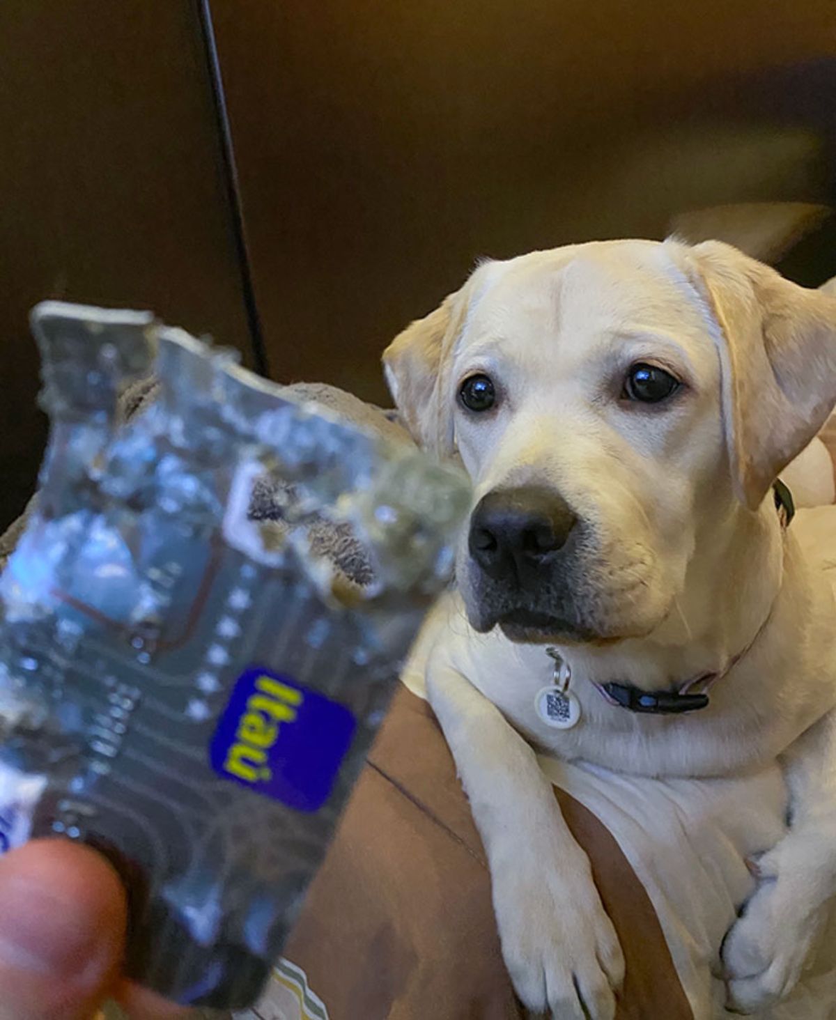yellow labrador retriever laying down with a chewed up credit card held up in front of her