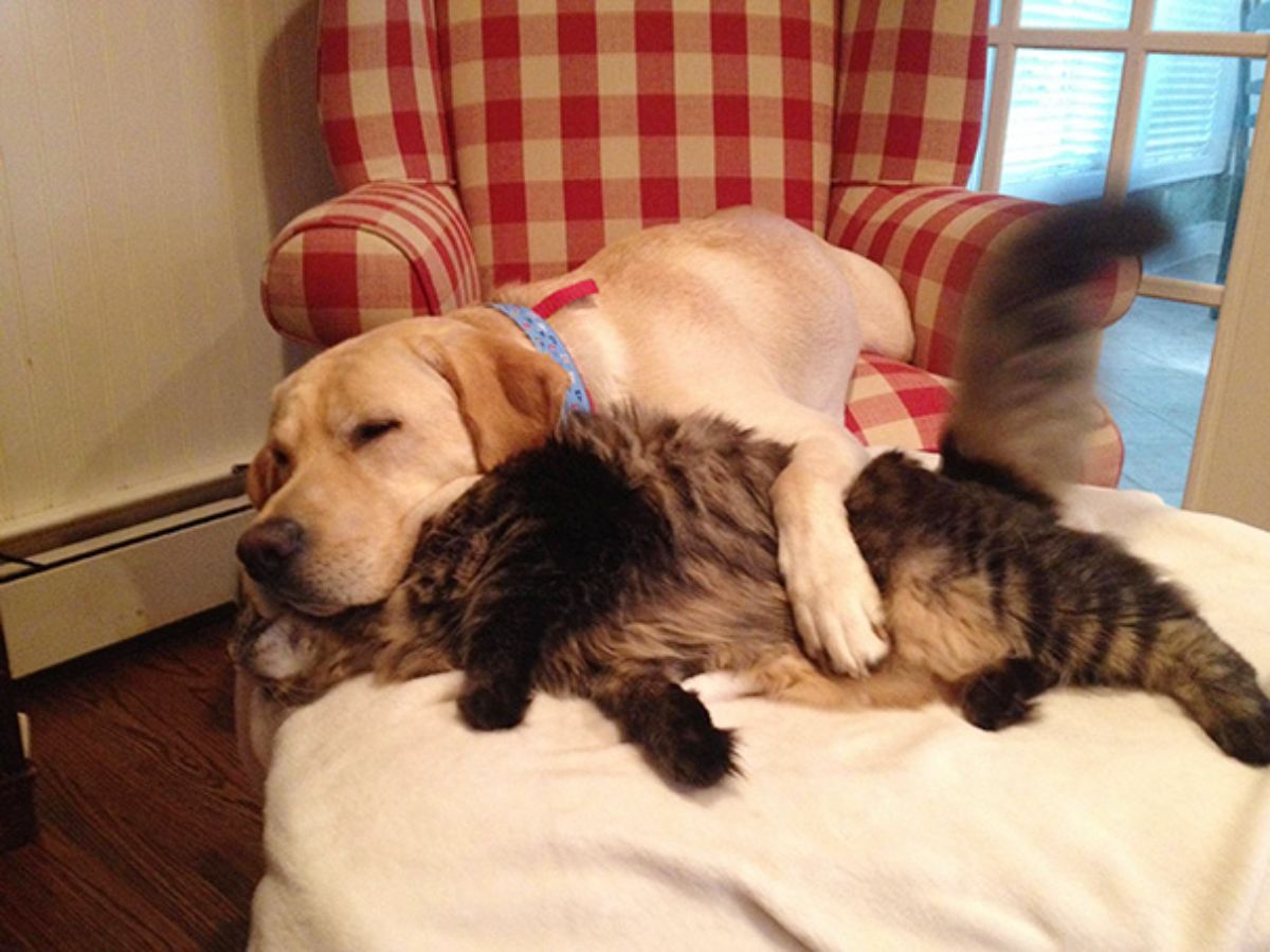 yellow labrador retriever laying on a red and white plaid chair cuddling a fluffy brown and black cat laying on a white blanket on an ottoman