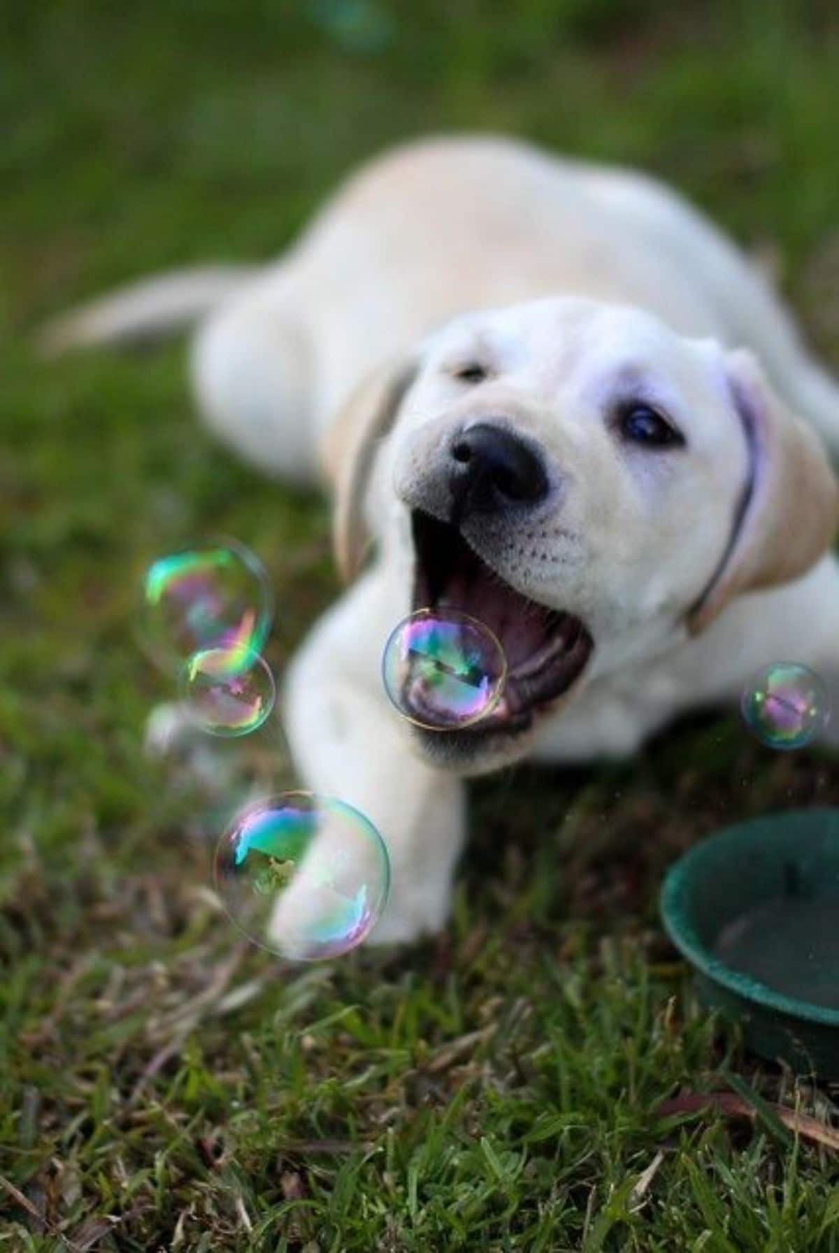 yellow labrador retriever laying on grass and trying to bite soap bubbles