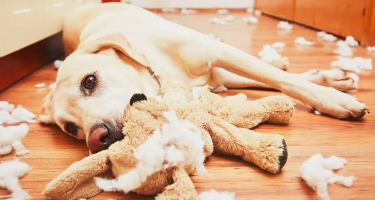 yellow labrador retriever laying on the floor holding a ripped up toy with stuffing around