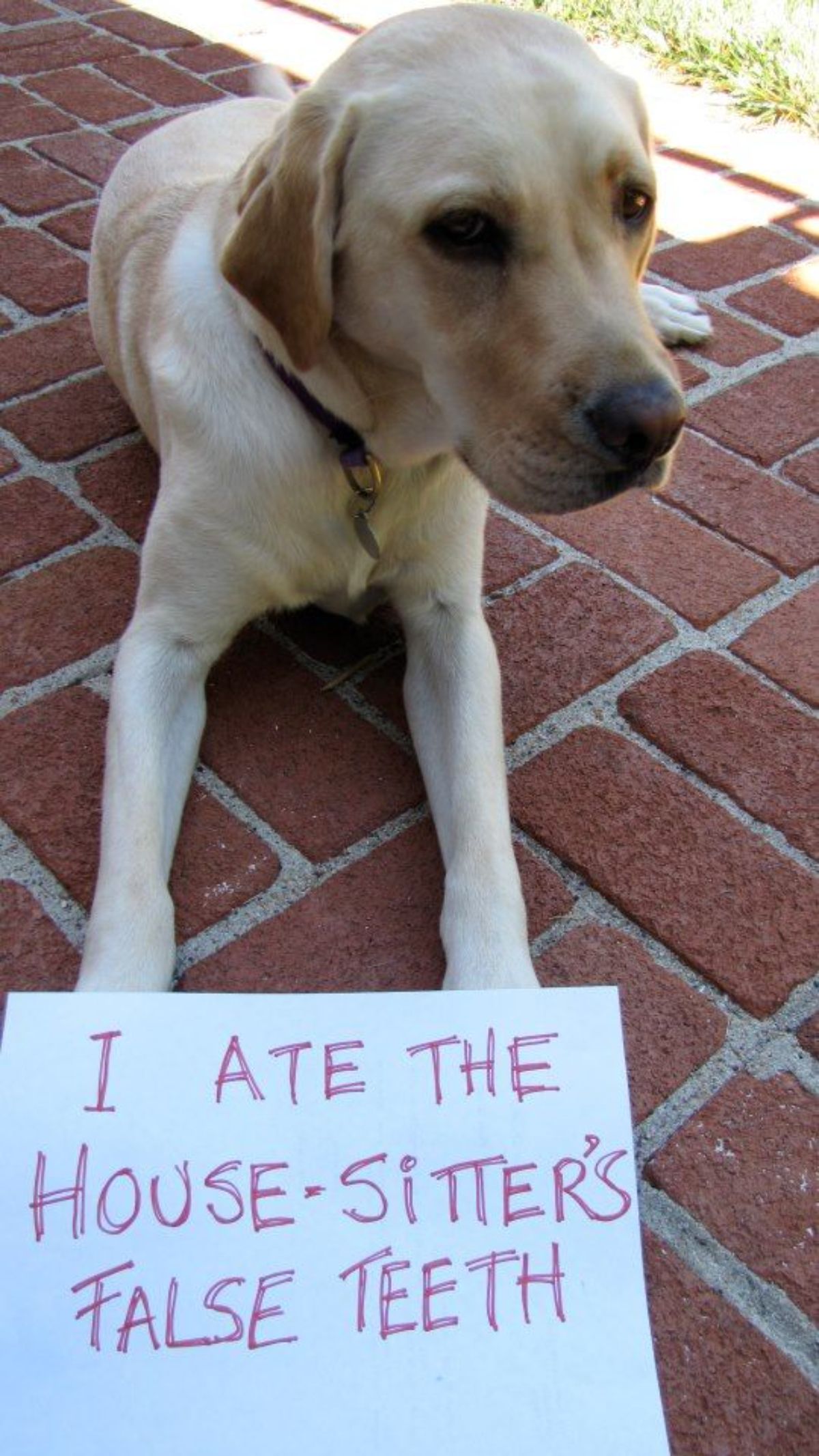 yellow labrador retriever laying with a sign saying it ate the house sitter's false teeth
