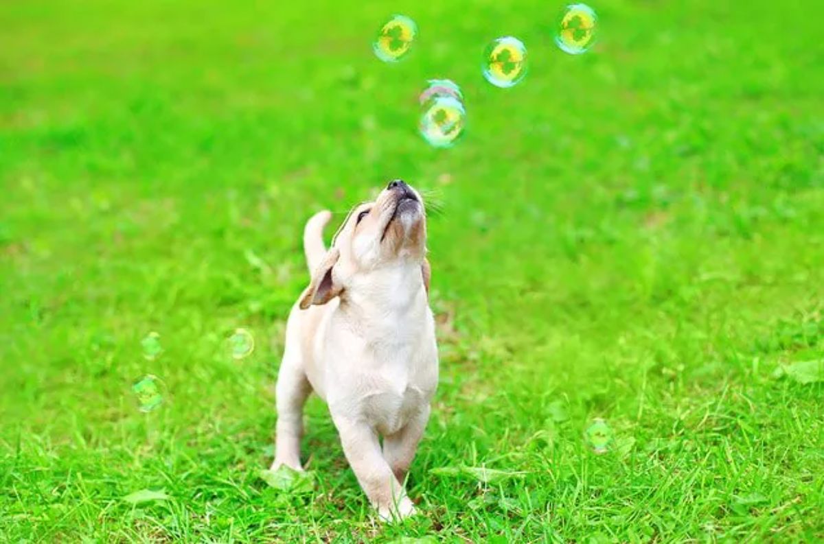 yellow labrador retriever puppy on grass trying to catch soap bubbles