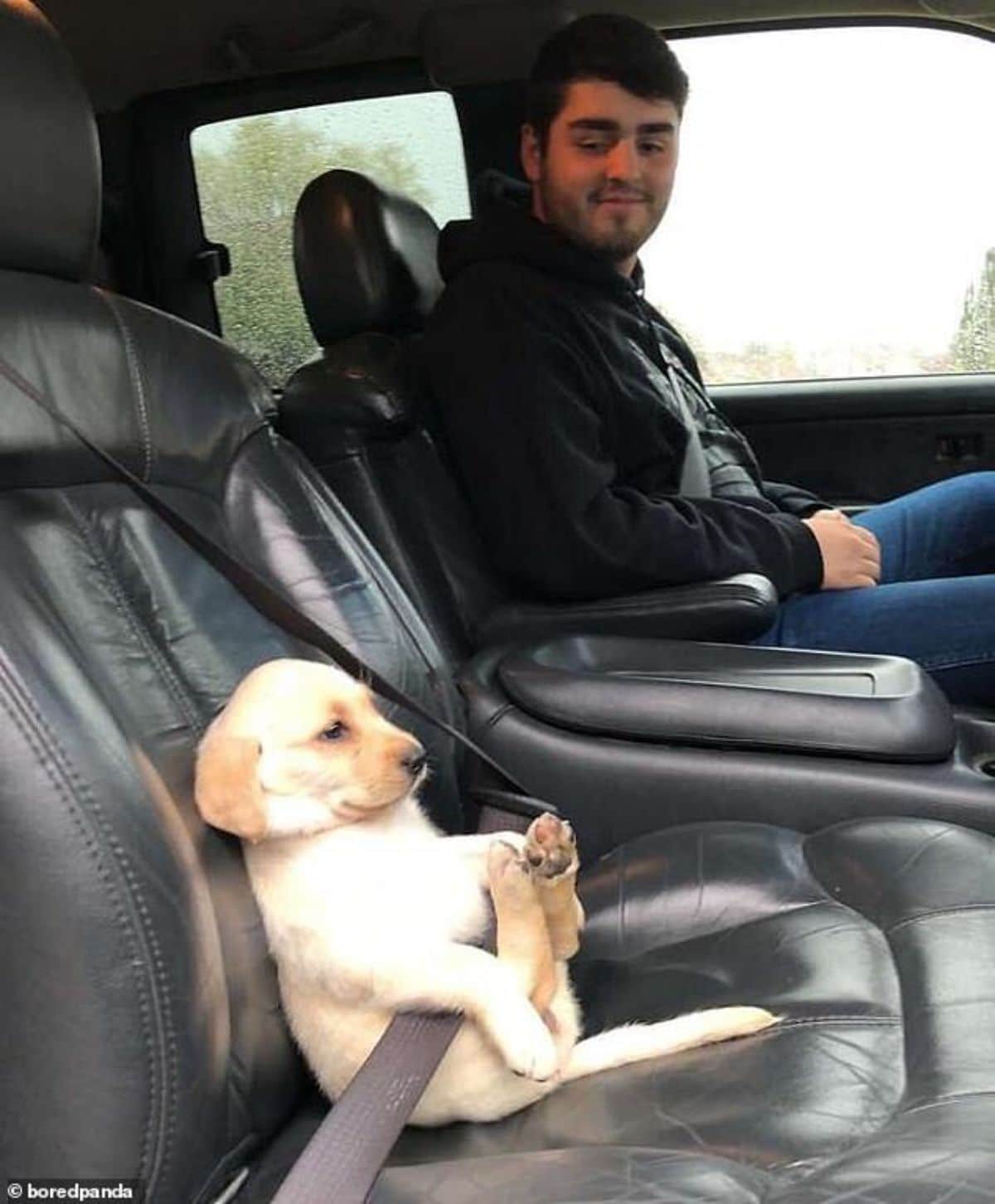 yellow labrador retriever puppy sitting belly up and with the seat belt on in the passenger seat next to a man