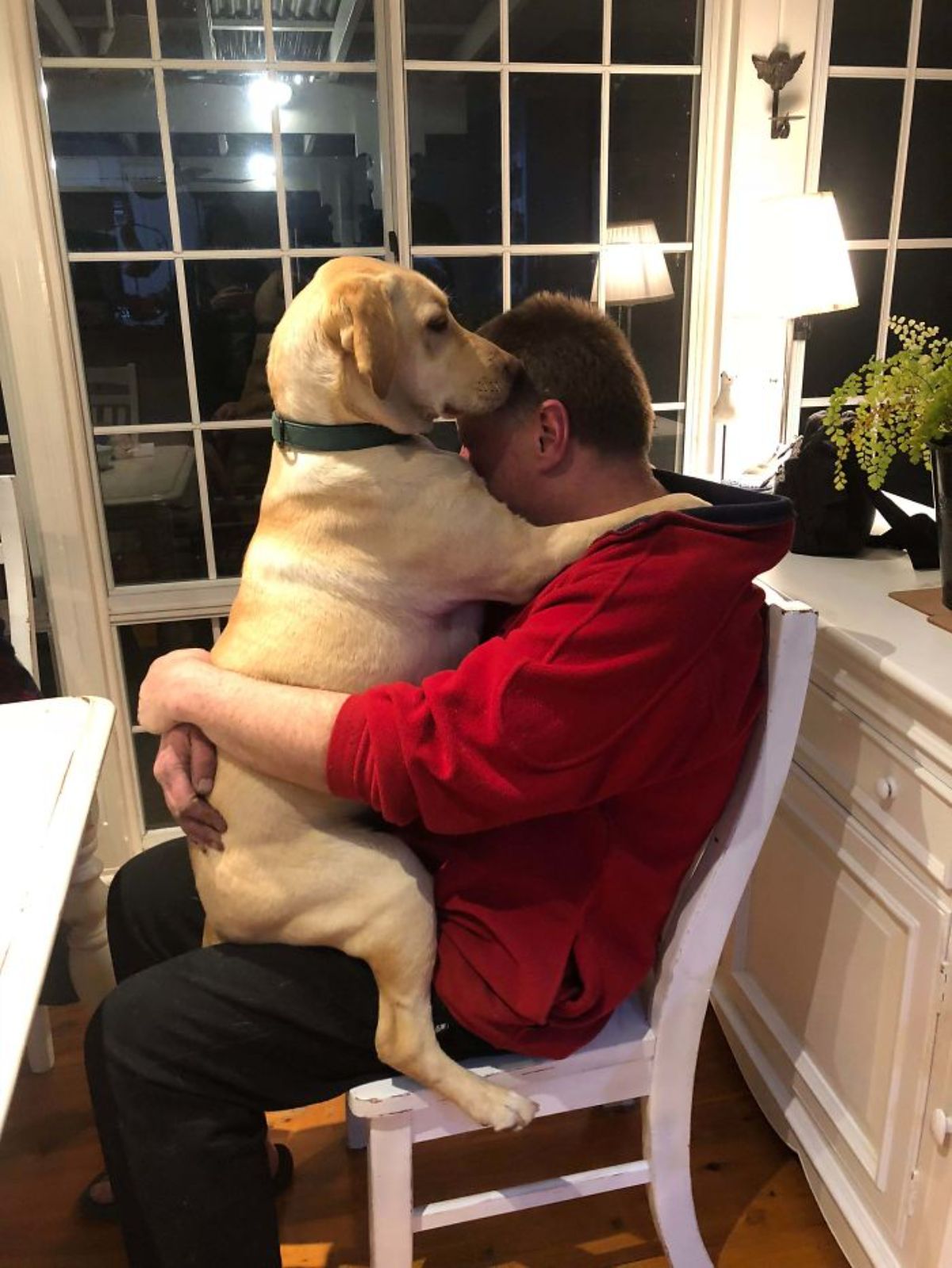 yellow labrador retriever sitting astride a man sitting on a chair at a table