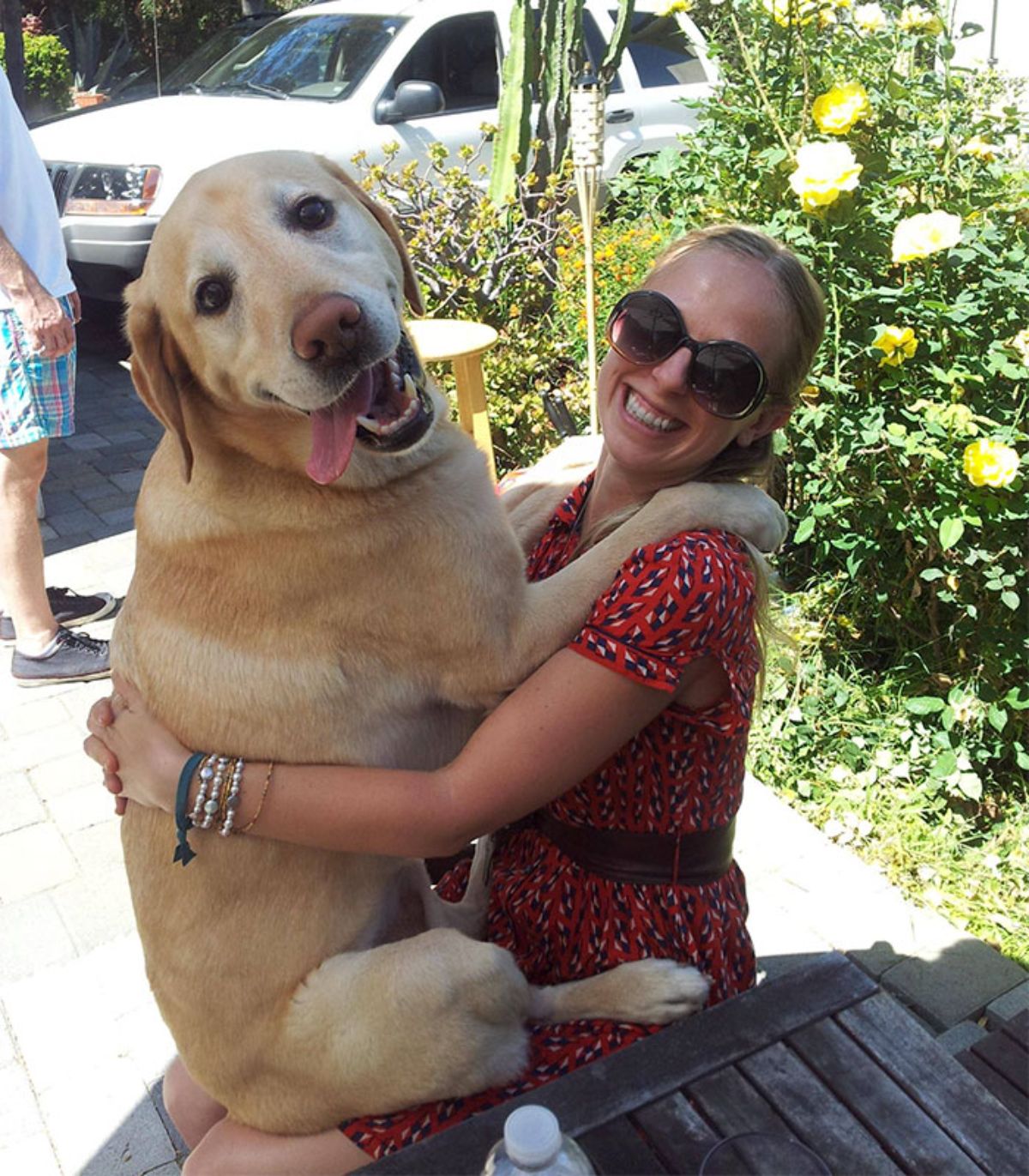 yellow labrador retriever sitting straddling a woman and being hugged