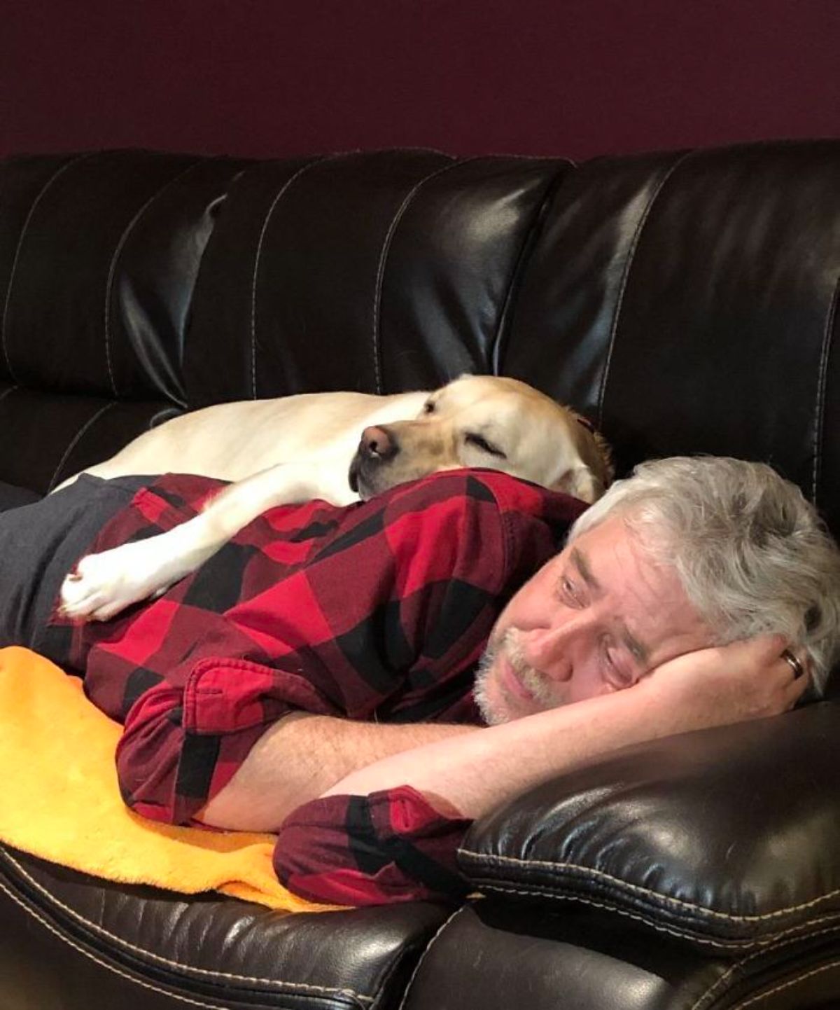 yellow labrador retriever sleeping while laying partly on an old man's back who is laying on a black sofa