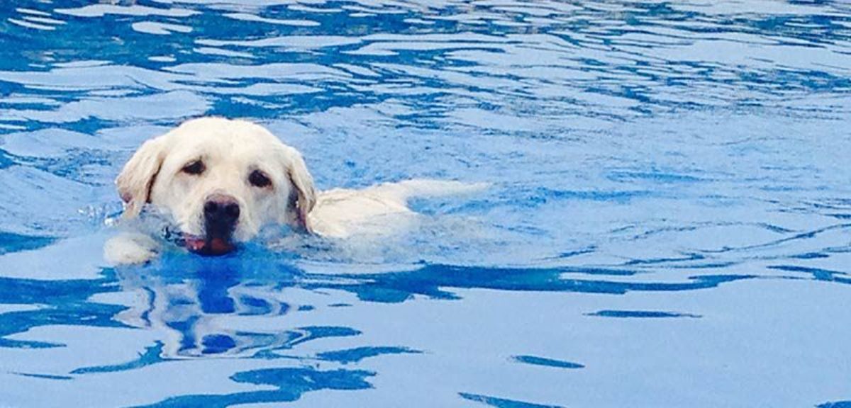 yellow labrador retriever swimming in a pool