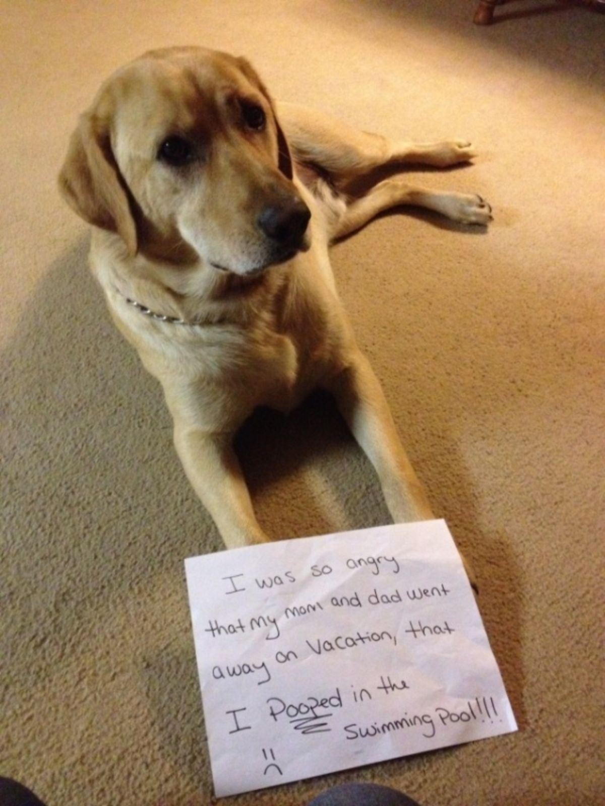 yellow labrador retriever with a sign saying it got angry that parents went on vacation so pooped in the swimming pool