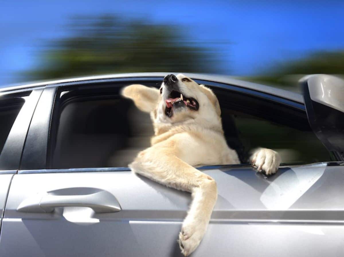 yellow labrador retriever with the head and one leg out of a passenger seat of a silver car