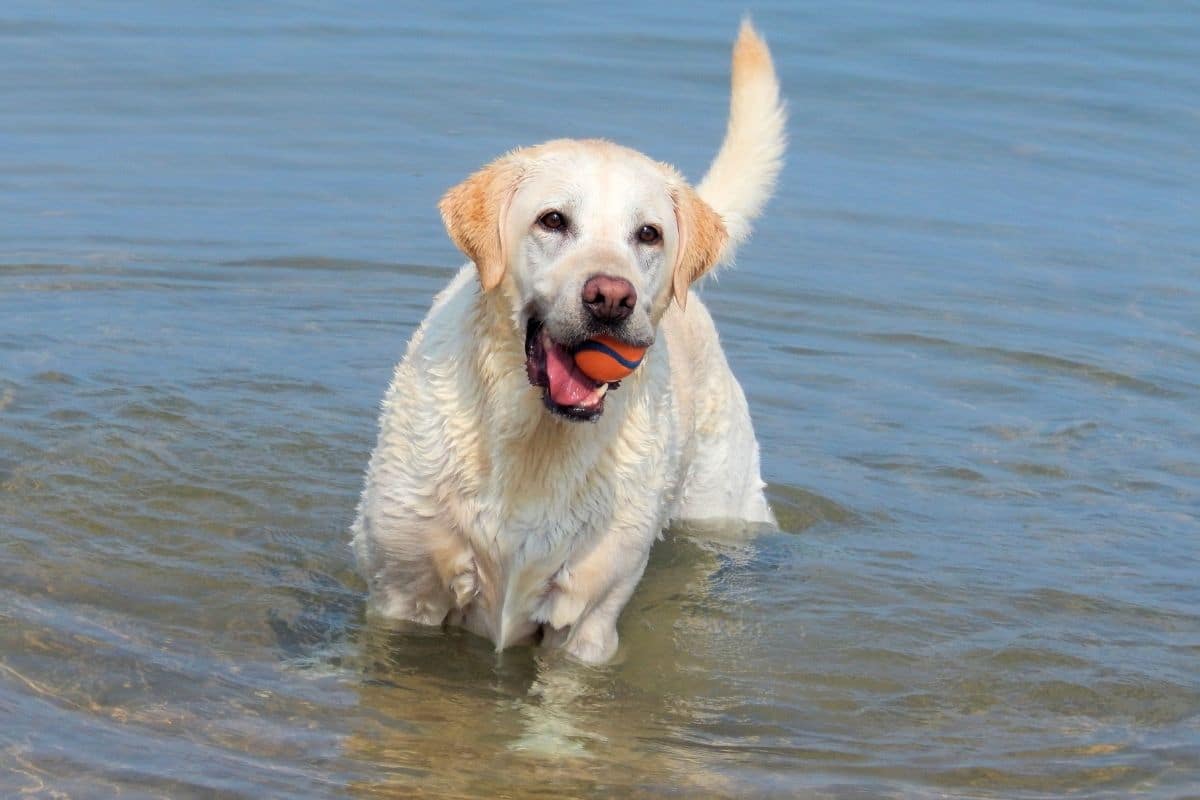Yellow labrador with ball in mouth standing in water.