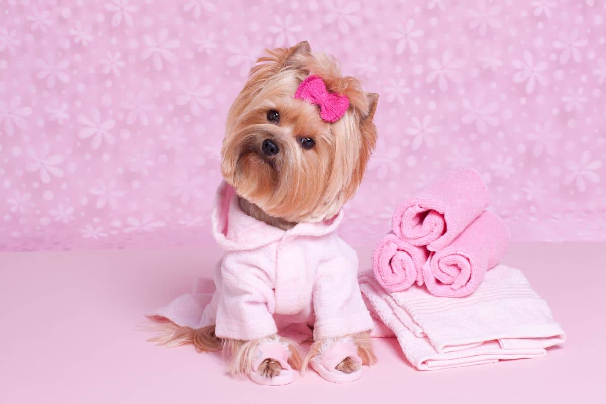 Brown Yorkshire Terrier with pink bowtie and pink dress sitting next to pink towels on pink floor