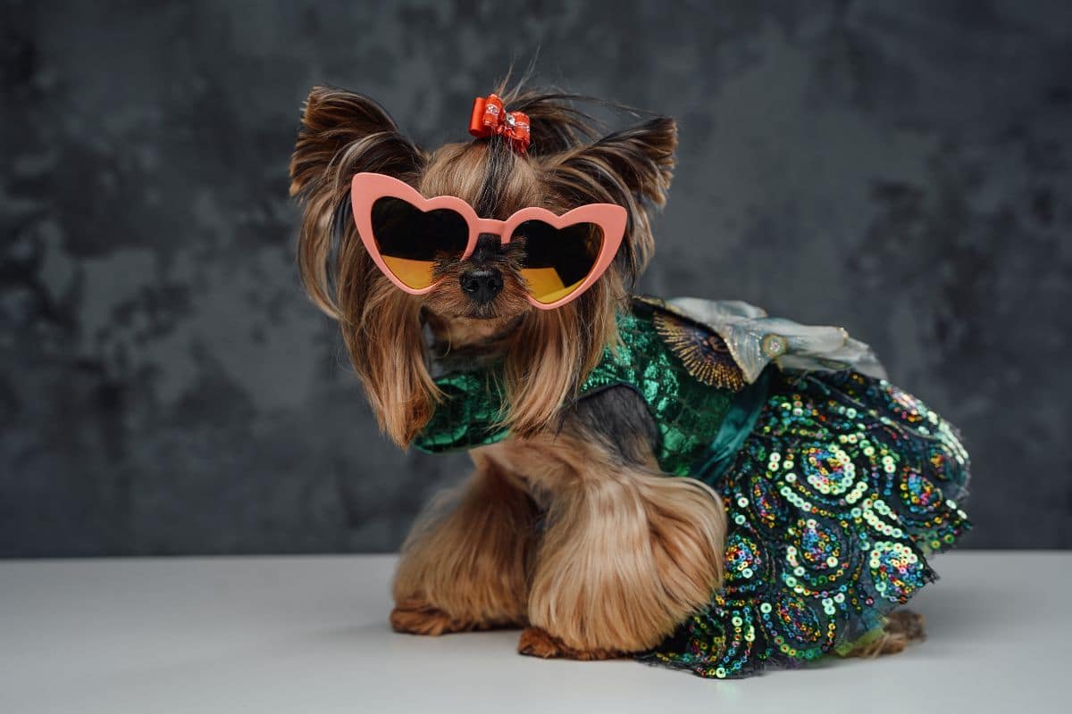 Yorkshire Terrier with ping sunglasses and in green dress sitting on white table