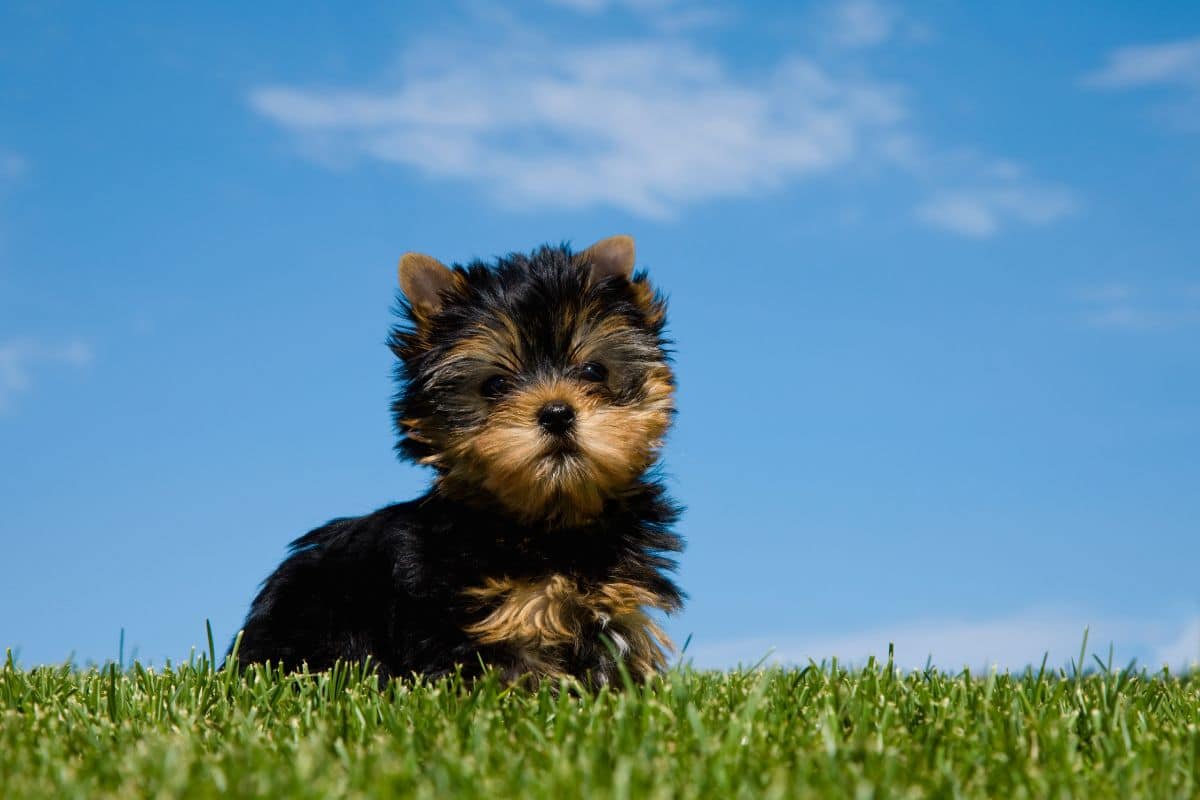 Yorkshire Terrier puppy sitting on green grass on sunny day
