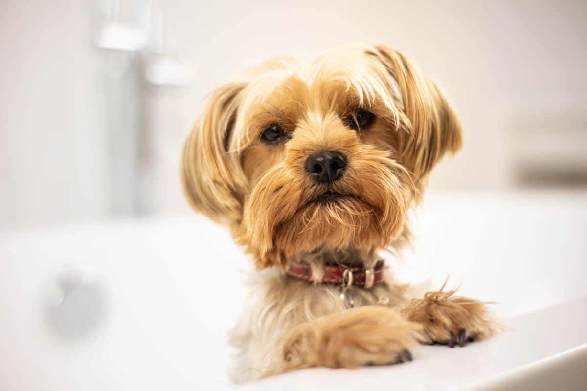 Brown Yorkshire Terrier with collar in bathtub