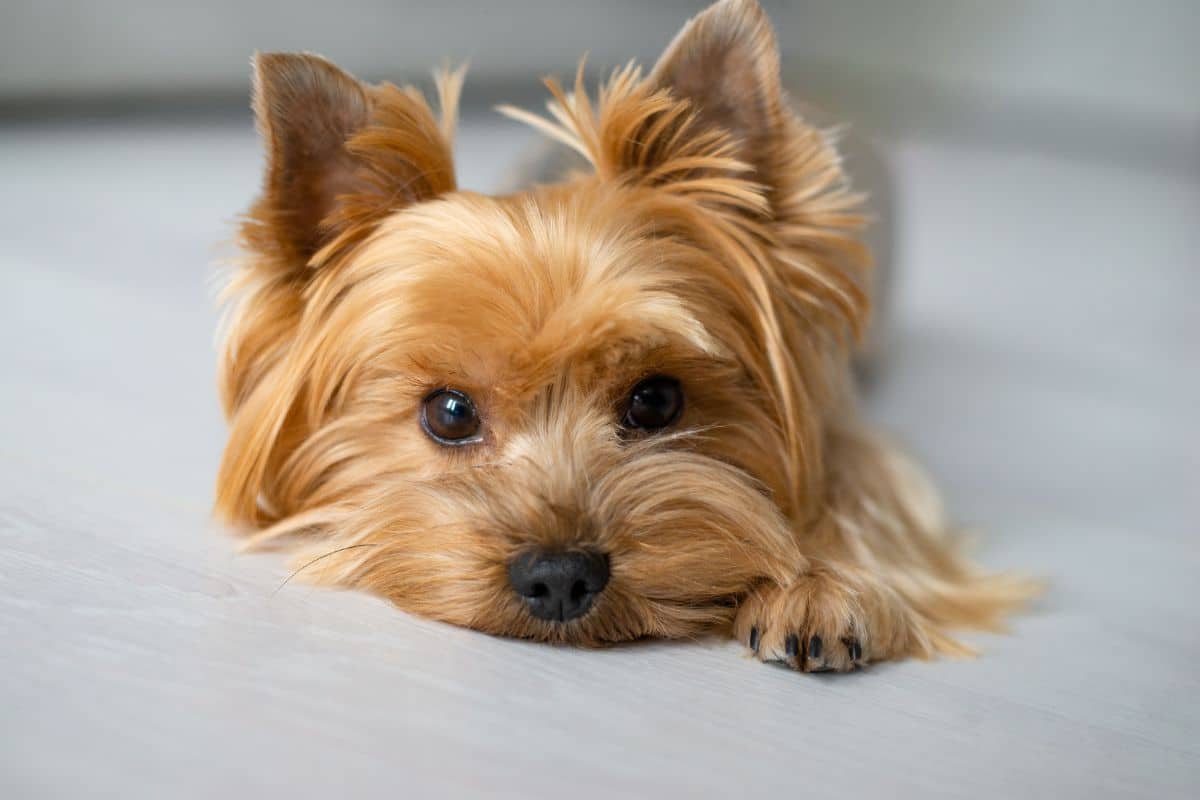 Fluffy brown Yorkshire Terrier lying on white background