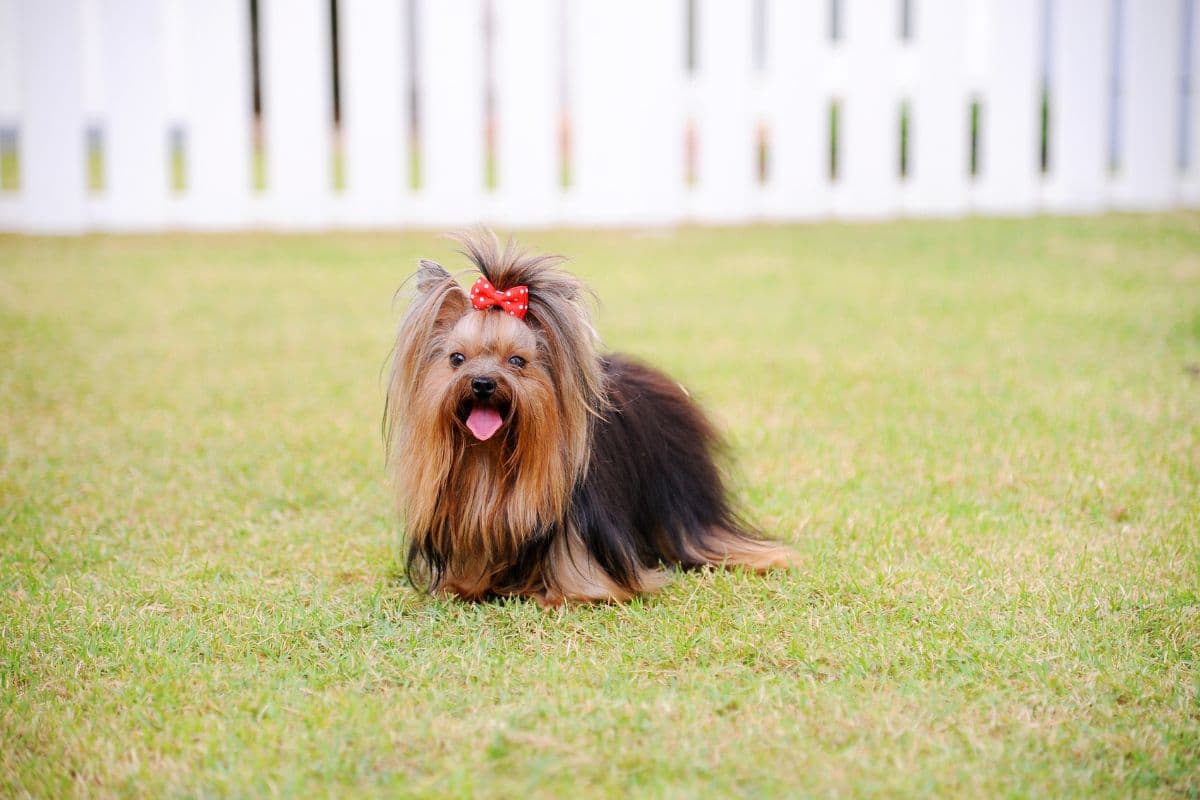 Fluffy Yorkshire Terrier with red bowtie sitting on green grass