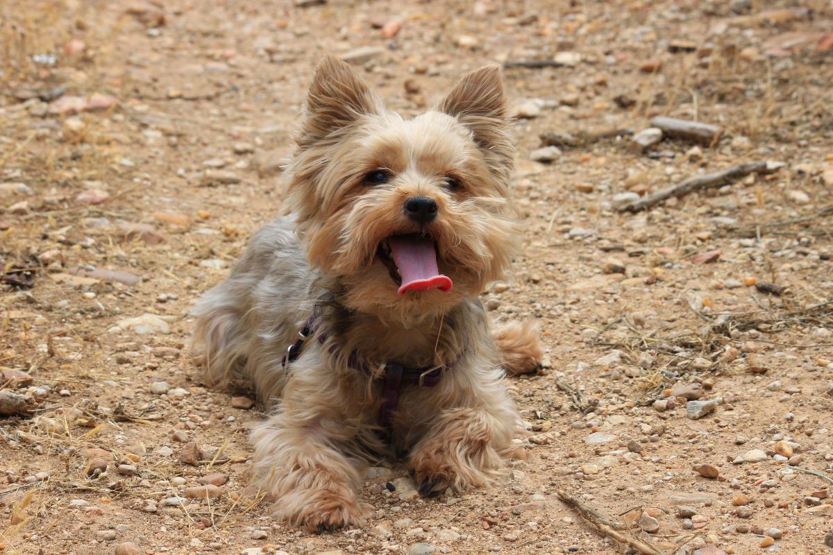 Fluffy Yorkshire Terrier with tongue out lying on gravel