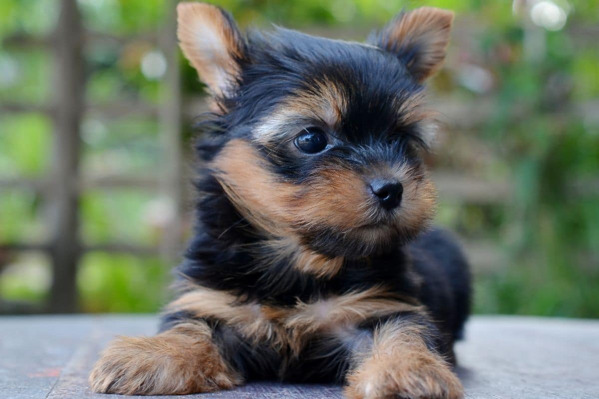 Black-brown Yorkshire Terrier puppy lying on the ground