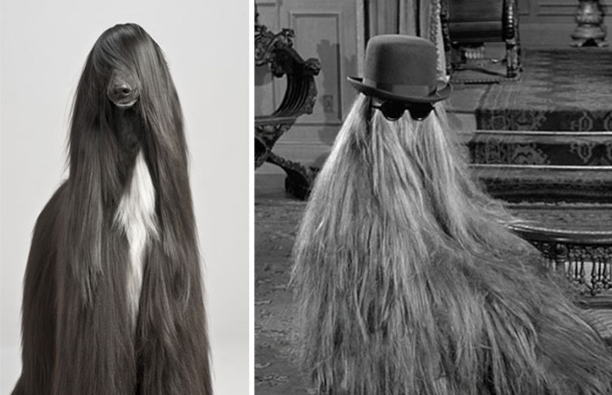 1 photo of a black and white long-haired dog and 1 photo of cousin it from the addams family movies