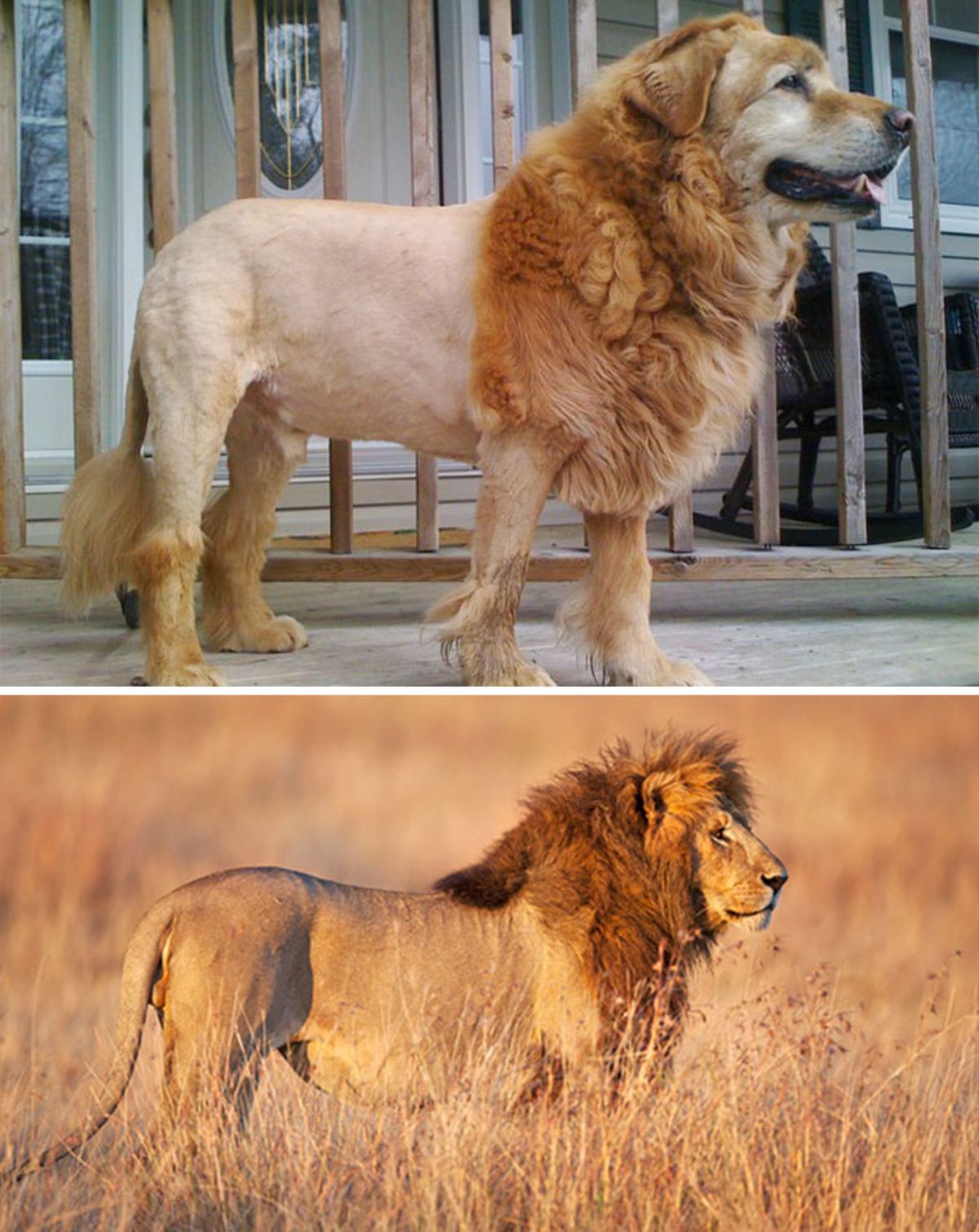 1 photo of a brown dog with a lion haircut and 1 photo of a lion