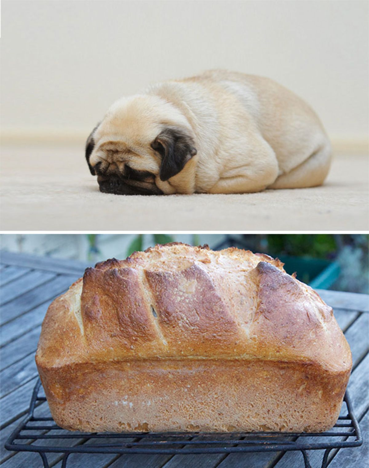1 photo of a brown pug and 1 photo of a loaf of bread