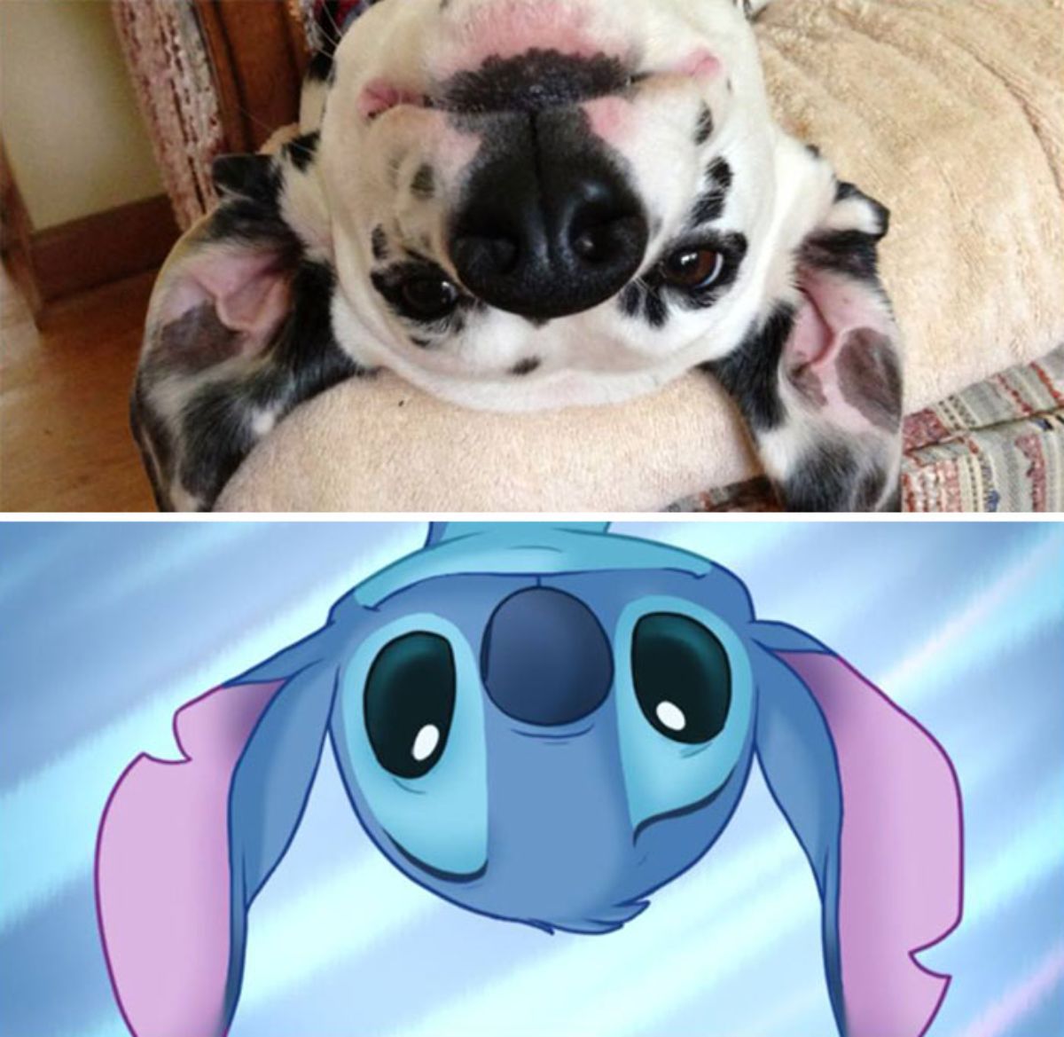 1 photo of black and white dog's face upside down and 1 photo of stitch from the cartoon with its face upside down