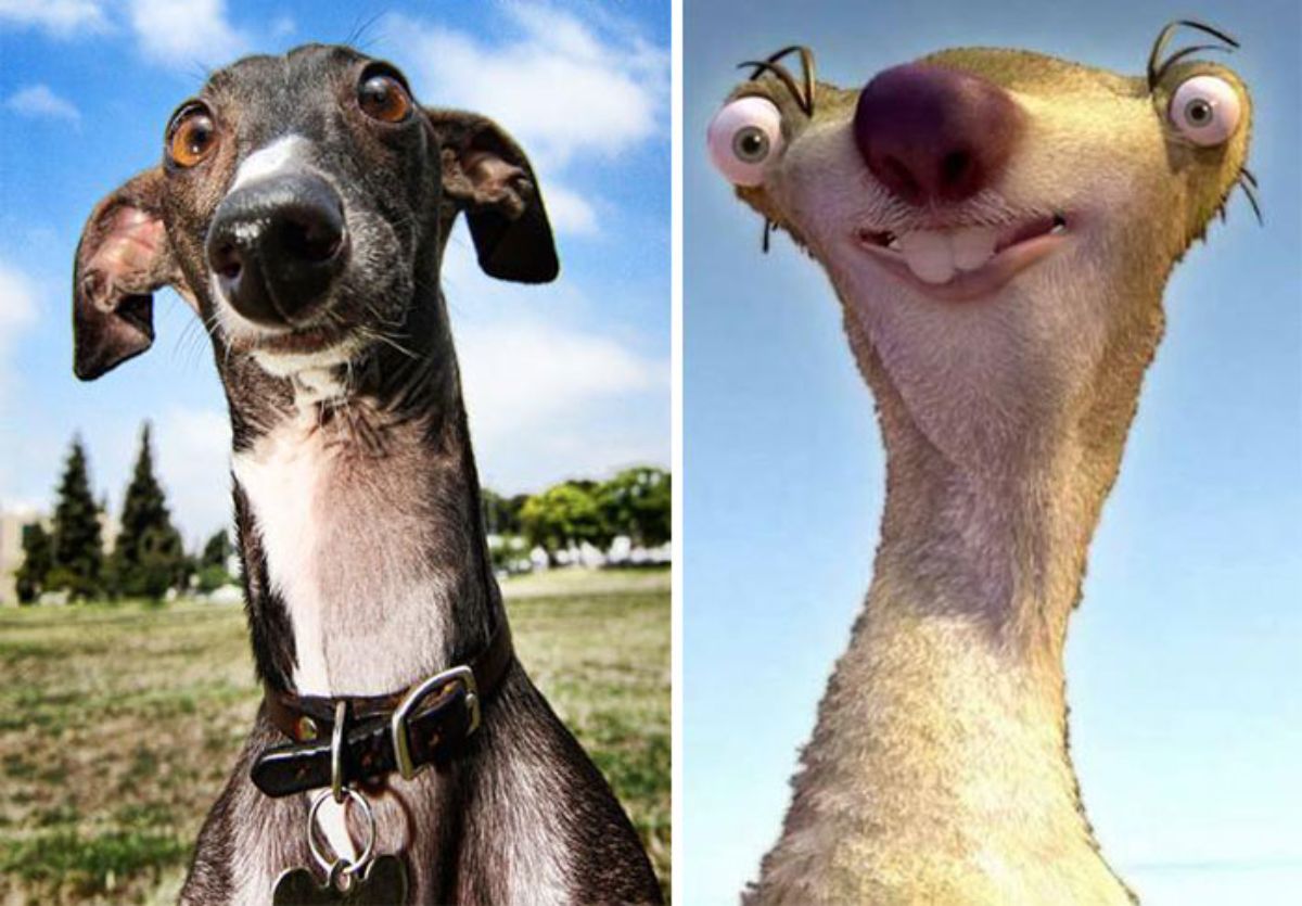 1 photo of black and white greyhound and 1 photo of sid the sloth from the ice age movies