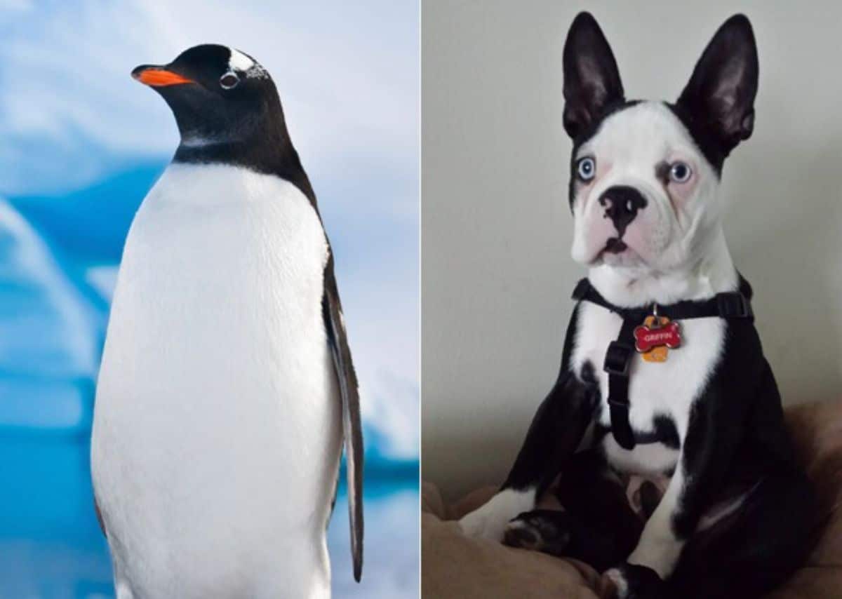 1 photo of black and white penguin and 1 phoot of black and white french bulldog