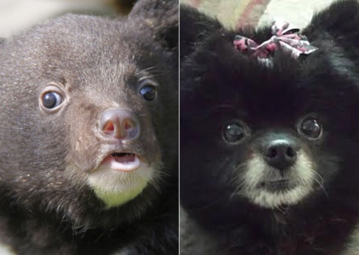 1 photo of black bear cub and 1 photo of a black pomeranian