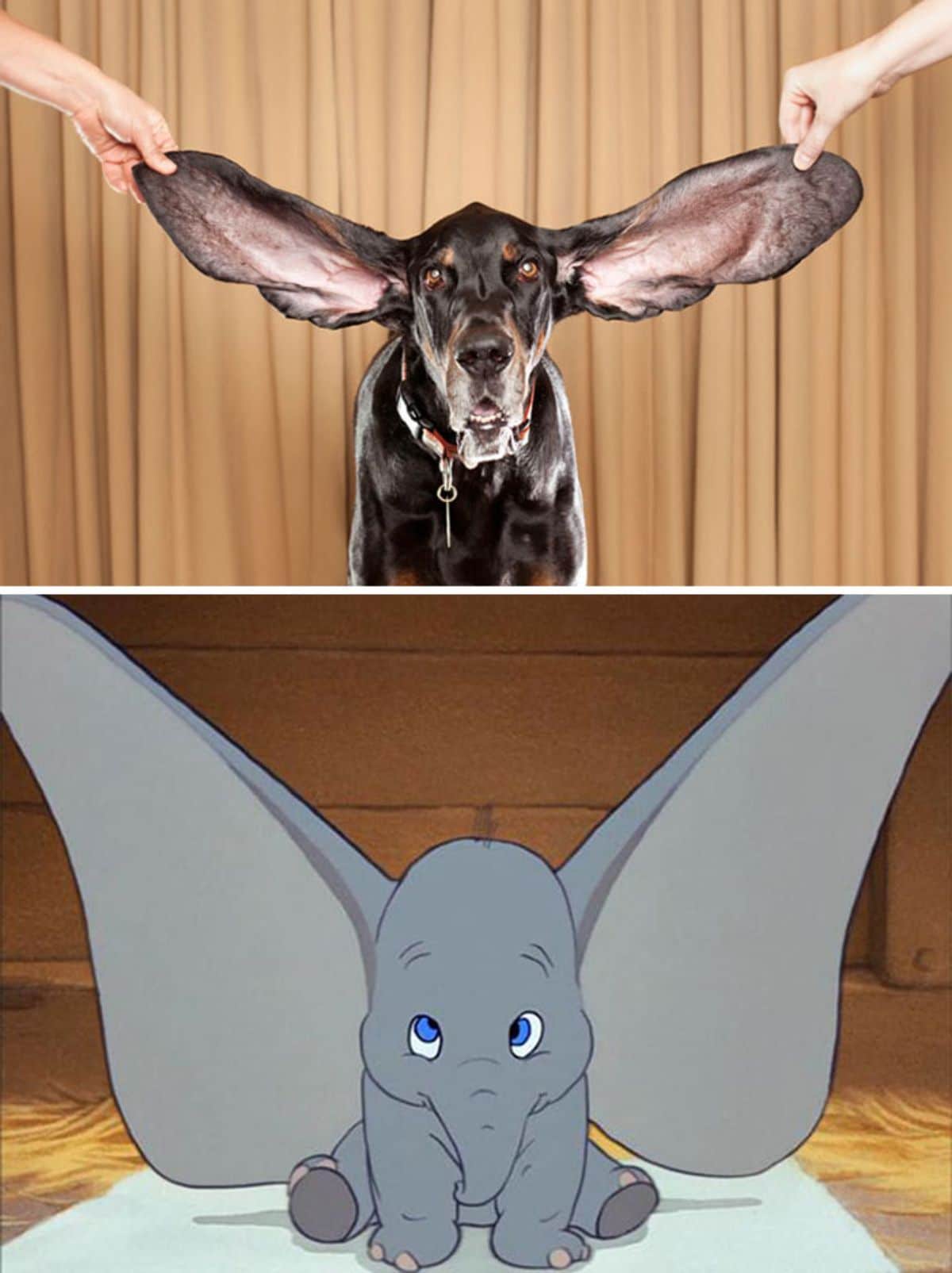 1 photo of black hound dog with people holding out the large ears and 1 photo of dumbo from the cartoon