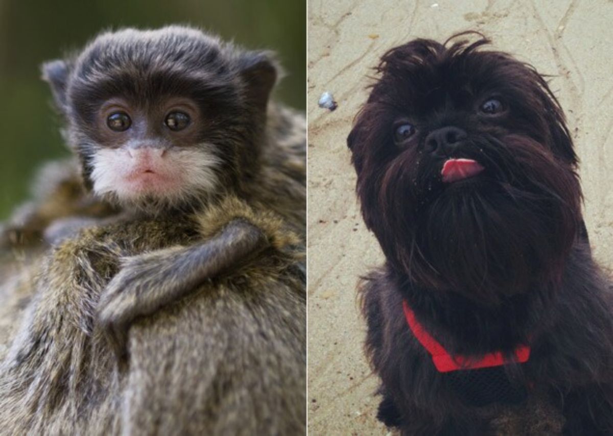 1 photo of black white and brown monkey and 1 photo of fluffy black dog