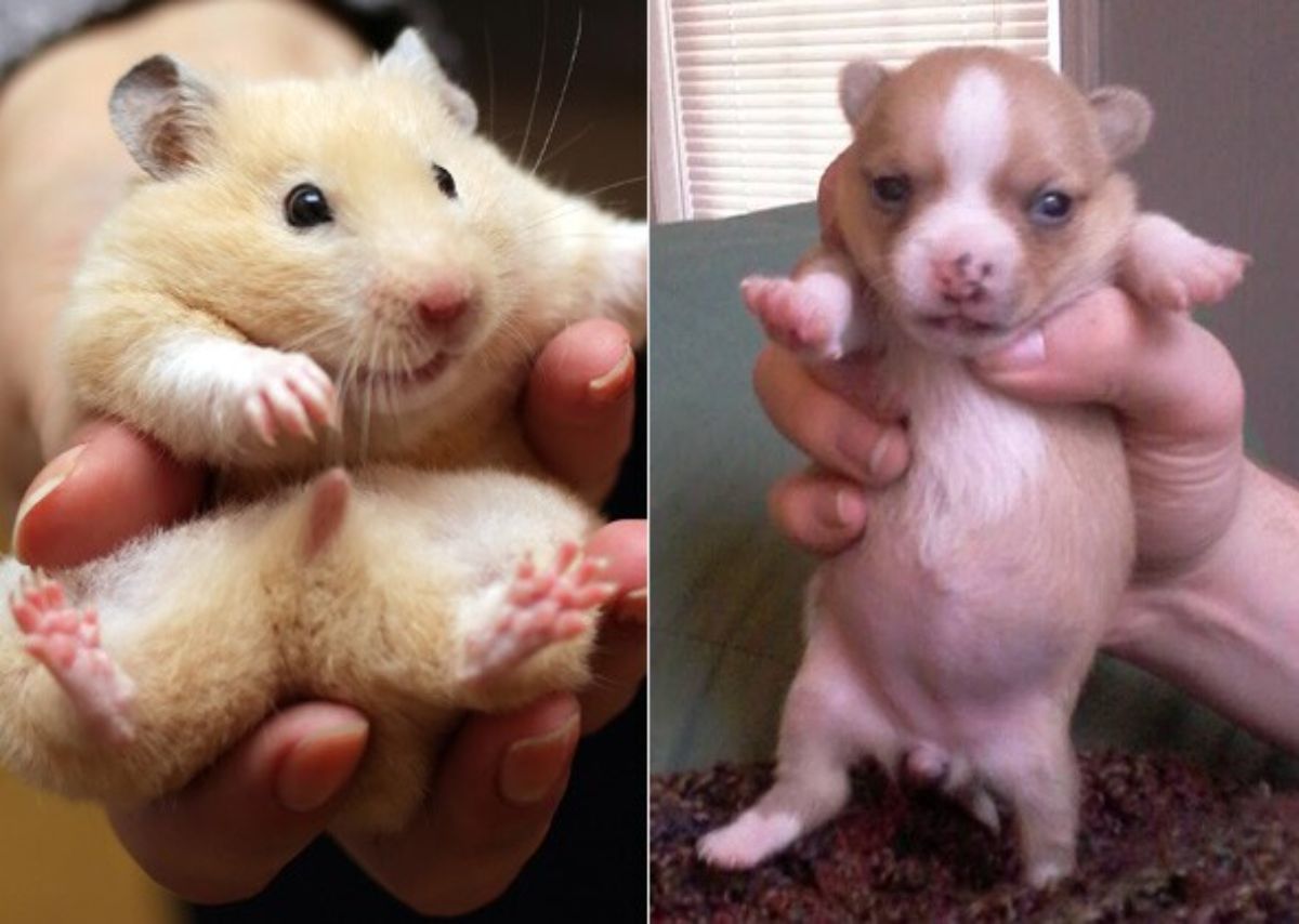 1 photo of brown hamster and 1 photo of brown and white chihuahua puppy