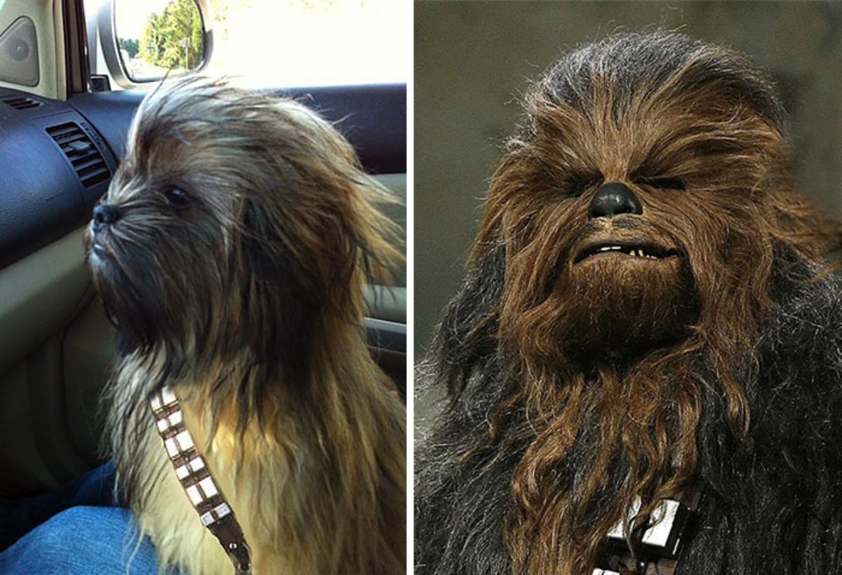 1 photo of fluffy black and brown dog in a car and 1 photo of chewbacca from star wars