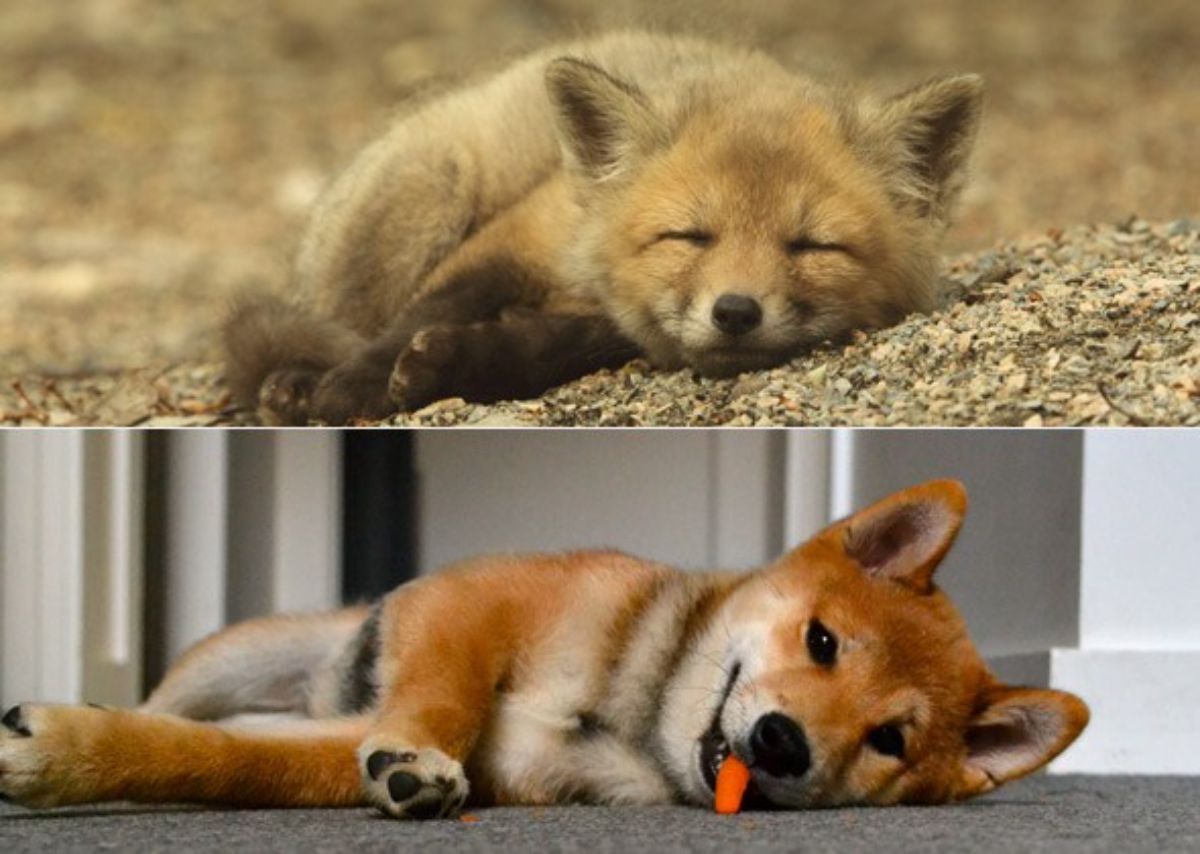 1 photo of red fox and 1 photo of brown and white shiba inu
