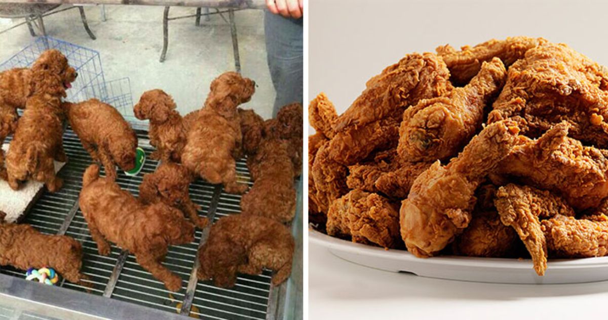 1 photo of some brown poodle puppies and 1 photo of fried chicken